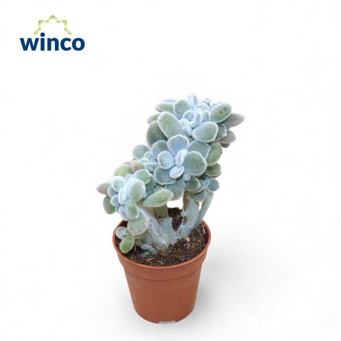 <h4>Echeveria Frosty Cristata</h4>