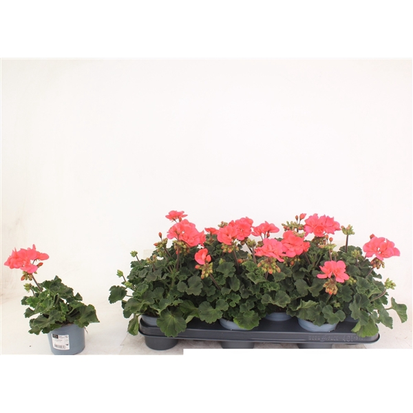 <h4>Pelargonium Zonale Toscane Lisa</h4>