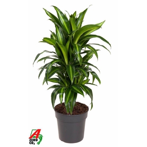 Dra Fr Hawaiian Sunshine Vertakt