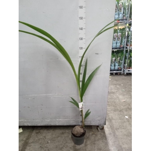 Cocos nucifera