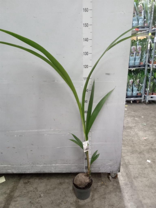 <h4>Cocos nucifera</h4>