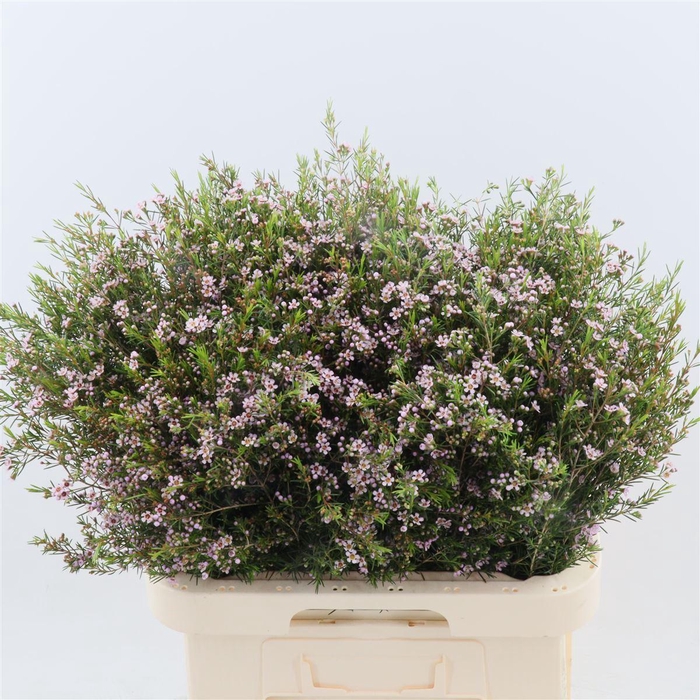 <h4>Chamelaucium Romi</h4>