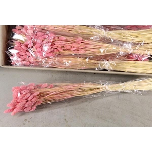 Df Phalaris Bs Light Pink 100g