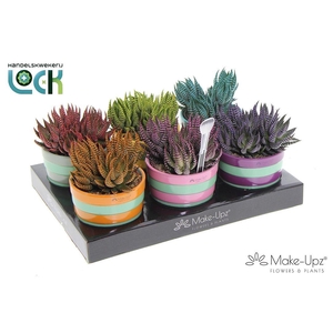 Haworthia Zebrina mix in keramiek