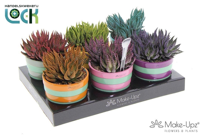 <h4>Haworthia Zebrina mix in keramiek</h4>