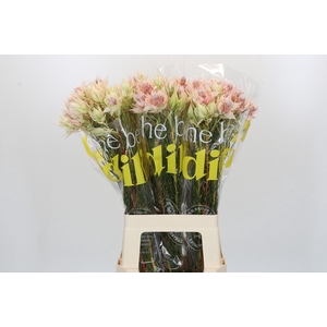 Blushing Bride Pink 2/5 Flowers