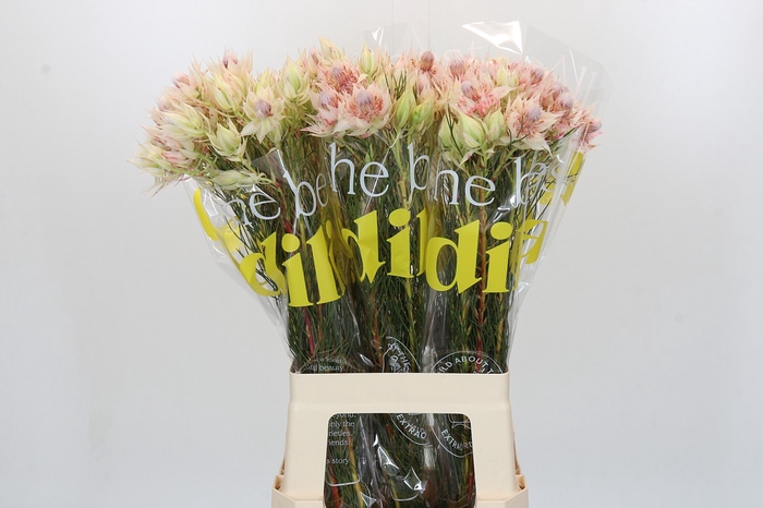 Blushing Bride Pink 2/5 Flowers