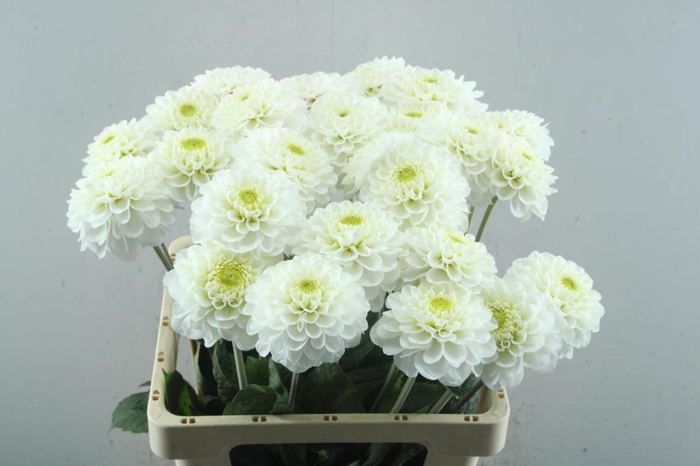 <h4>Dahlia alaska</h4>