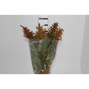 AMARANTHUS DOURADO 060 CM