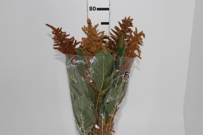 <h4>AMARANTHUS DOURADO 060 CM</h4>