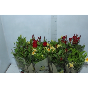 DIPLADENIA PICOLI P14 VARIADO