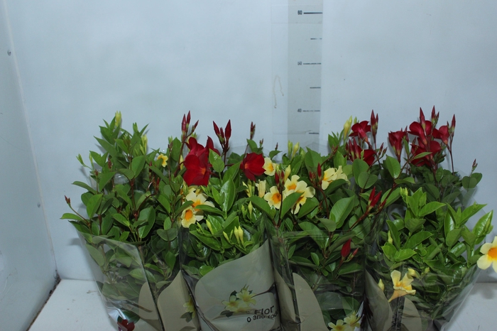 <h4>DIPLADENIA PICOLI P14 VARIADO</h4>