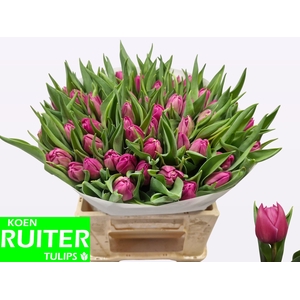 TU DU DOUBLE PRINCES