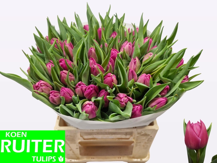 <h4>TU DU DOUBLE PRINCES</h4>