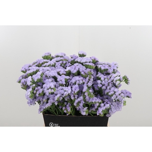 Lim S Luna Blue
