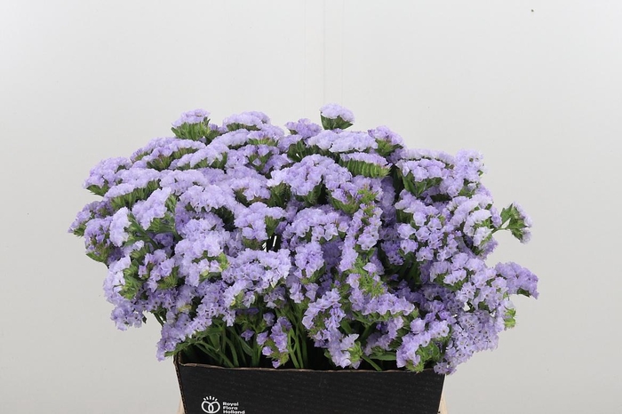 <h4>Lim S Luna Blue</h4>