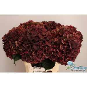 HYDR M MAG PI RUB CL