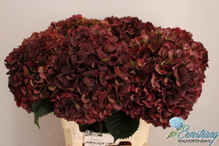 <h4>HYDR M MAG PI RUB CL</h4>