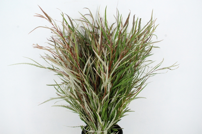 <h4>GREVILLEA ASPLENIIFOLIA 300GR</h4>