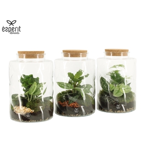 90845: Terrarium arrangement