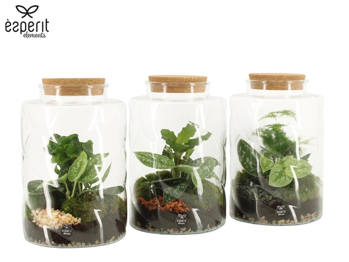 <h4>90845: Terrarium arrangement</h4>