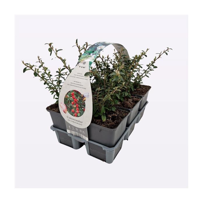 <h4>Cotoneaster suecicus 'Coral Beauty'</h4>