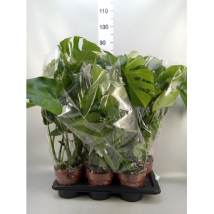Monstera delic.