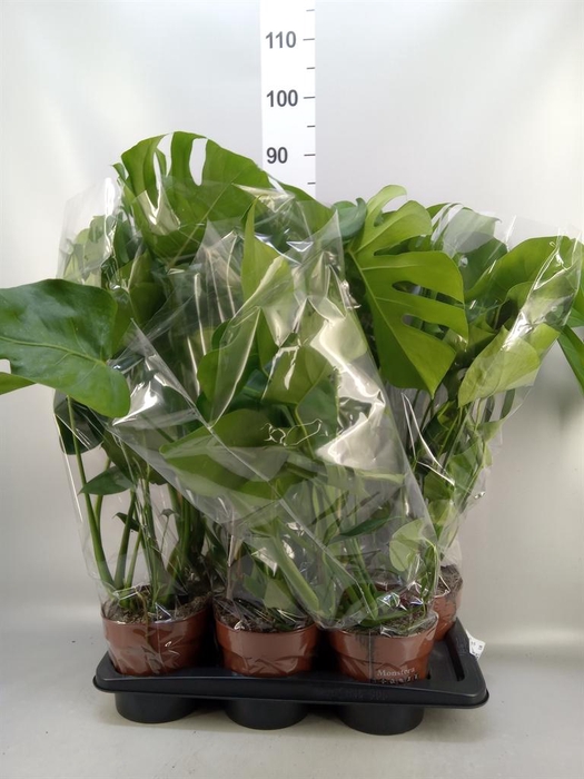 <h4>Monstera delic.</h4>