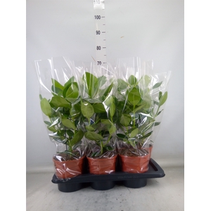 Clusia rosea 'Princess'