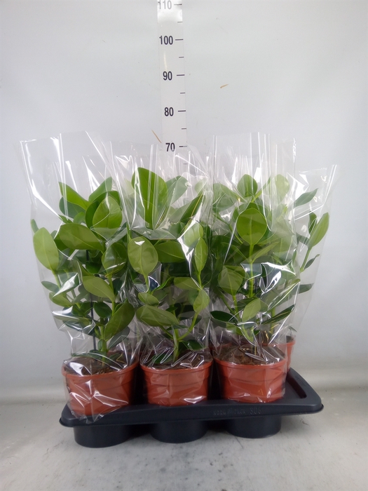 <h4>Clusia rosea 'Princess'</h4>