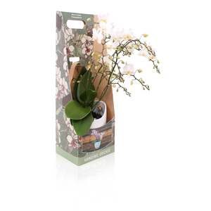 Phal. Multiflora 4-tak 