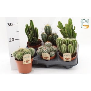 CACTUS GEM