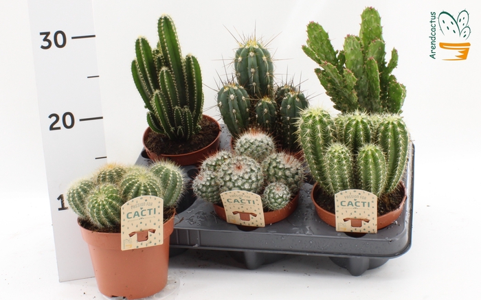 <h4>CACTUS GEM</h4>