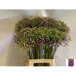 ALLIUM AFL PURPER SE