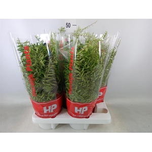 Aeschynanthus  'Green Star'