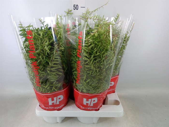 <h4>Aeschynanthus  'Green Star'</h4>