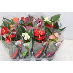 ANTHURIUM VARIADO P09