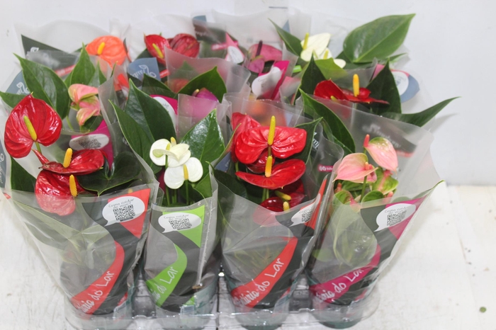<h4>ANTHURIUM VARIADO P09</h4>