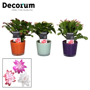 Schlumbergera - 9 cm - Glaspot Nashville mix - Decorum