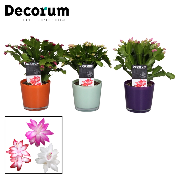 <h4>Schlumbergera - 9 cm - Glaspot Nashville mix - Decorum</h4>