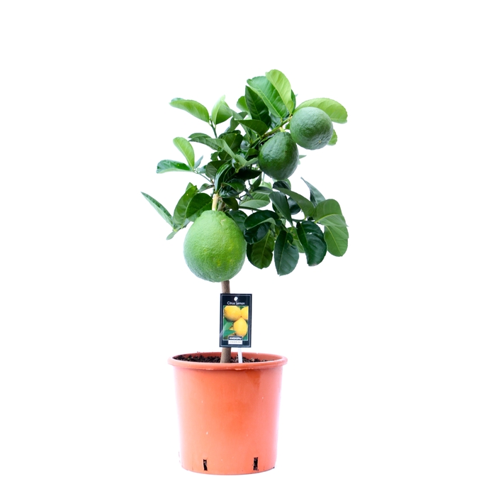 Citrus Lipo stem P22