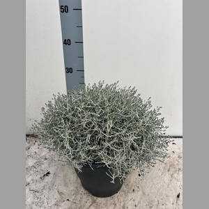 LEUCOPH BROWNII