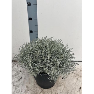 LEUCOPH BROWNII