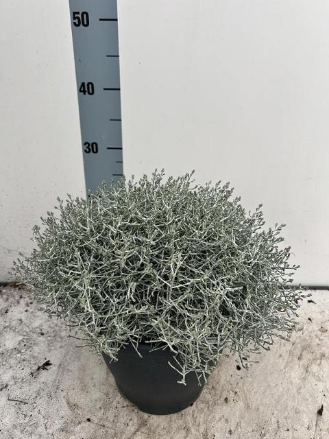 <h4>LEUCOPH BROWNII</h4>