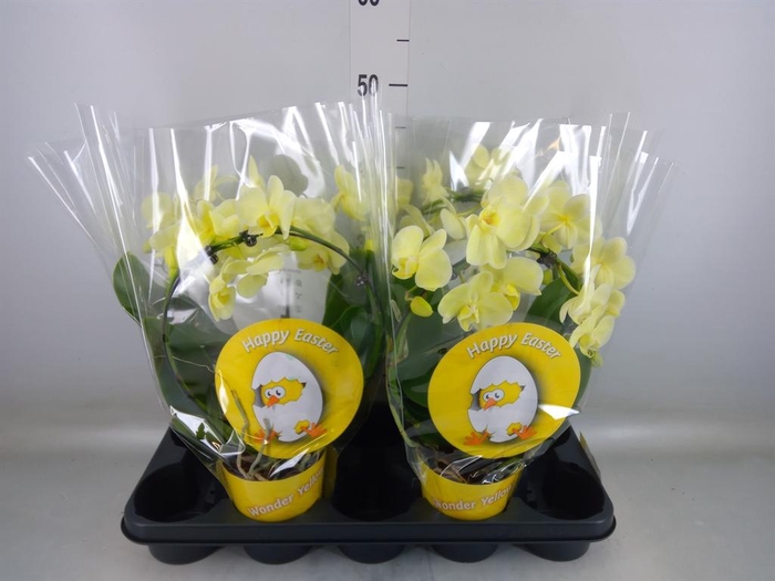 <h4>Phalaenopsis ...</h4>