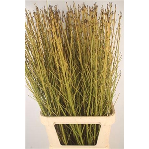 Cornus Flaviramea Yellow