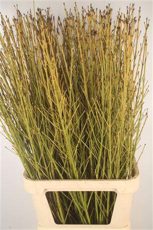 <h4>Cornus Flaviramea Yellow</h4>