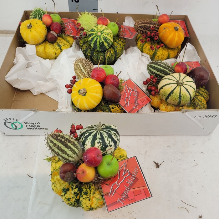 <h4>CUCURBITA OV</h4>