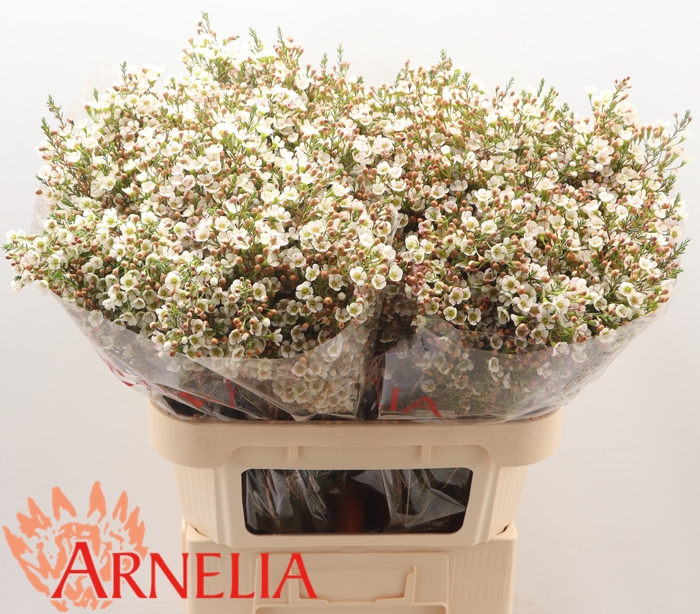 <h4>Chamelaucium Morning Delight</h4>