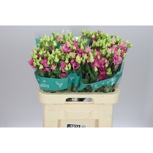Eust Du Alissa Rose Pink